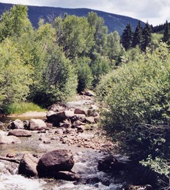 A serene mountain stream flows through lush green foliage
